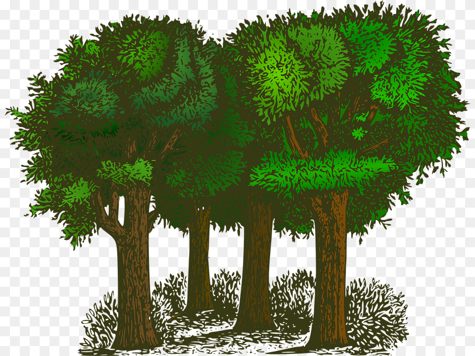 Biomeplantshrub Balance Of Oxygen And Carbon Dioxide, Woodland, Vegetation, Tree, Plant Free Transparent Png