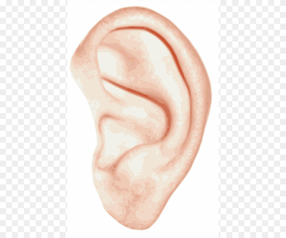 Bionet Human Ear, Body Part, Food, Ketchup Free Transparent Png