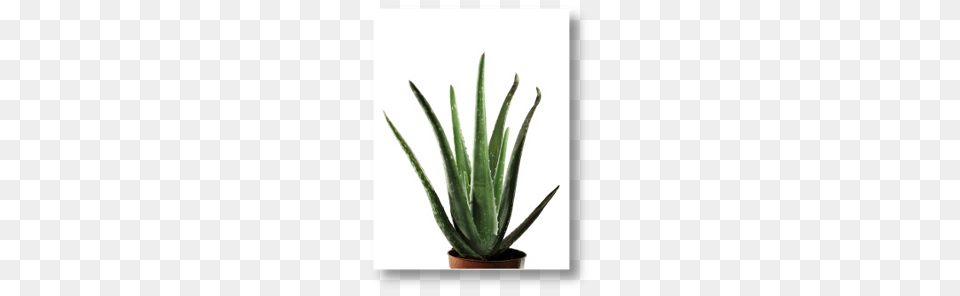 Bionorica, Aloe, Plant Free Png