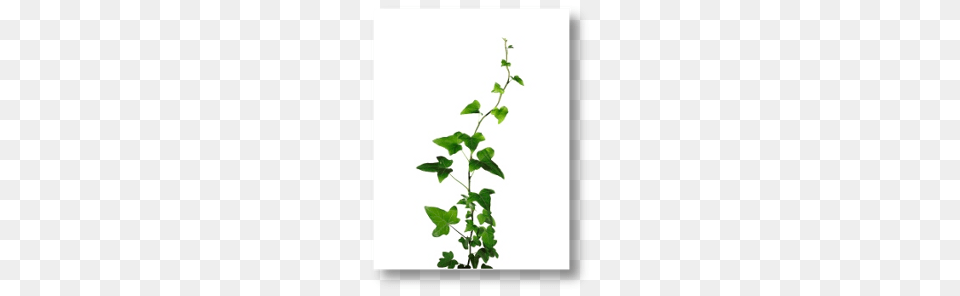 Bionorica, Plant, Vine, Ivy Free Png