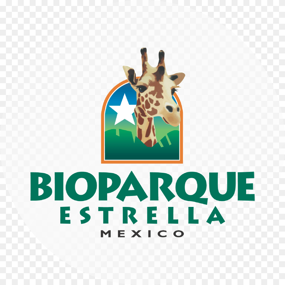 Bioparque Estrella, Animal, Zoo, Giraffe, Mammal Free Png