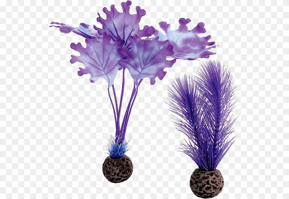 Biorb Purple Kelp, Plant, Flower, Pottery, Vase Free Png