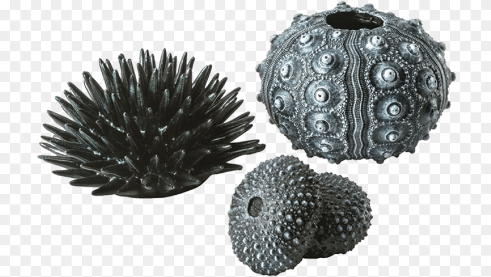 Biorb Sea Urchins Set, Animal, Sea Life, Plant, Sphere Png