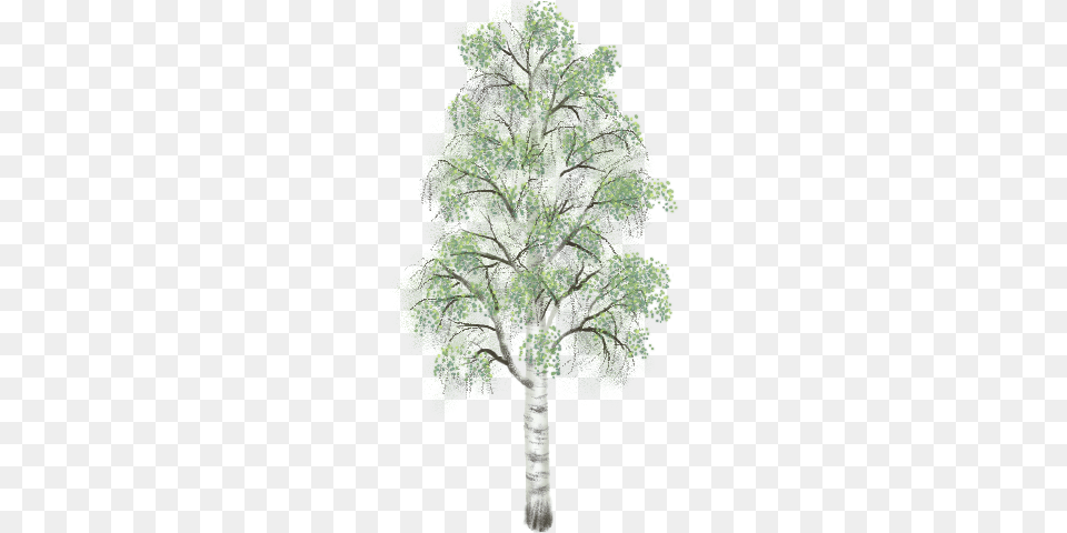 Birch 02 Mature Summer Alpha Transparency Hh Birch, Oak, Plant, Sycamore, Tree Png Image
