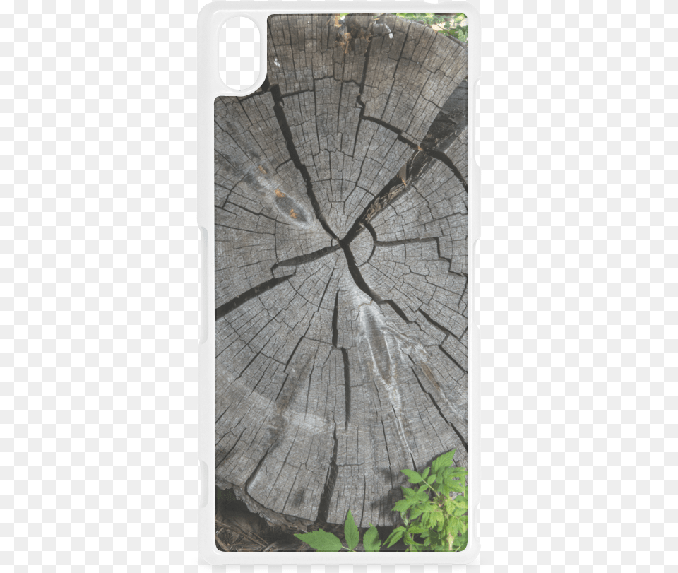 Birch, Plant, Tree, Wood, Tree Stump Png Image