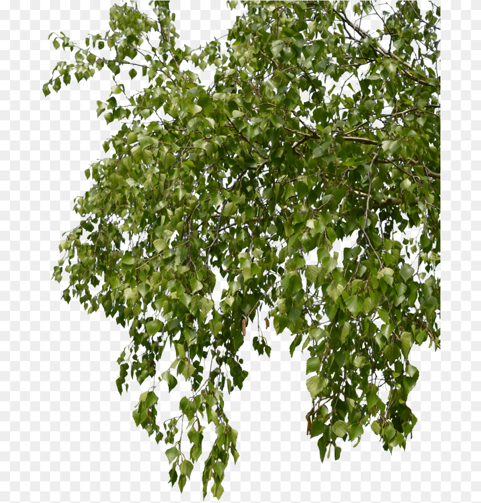 Birch, Leaf, Oak, Plant, Sycamore Png