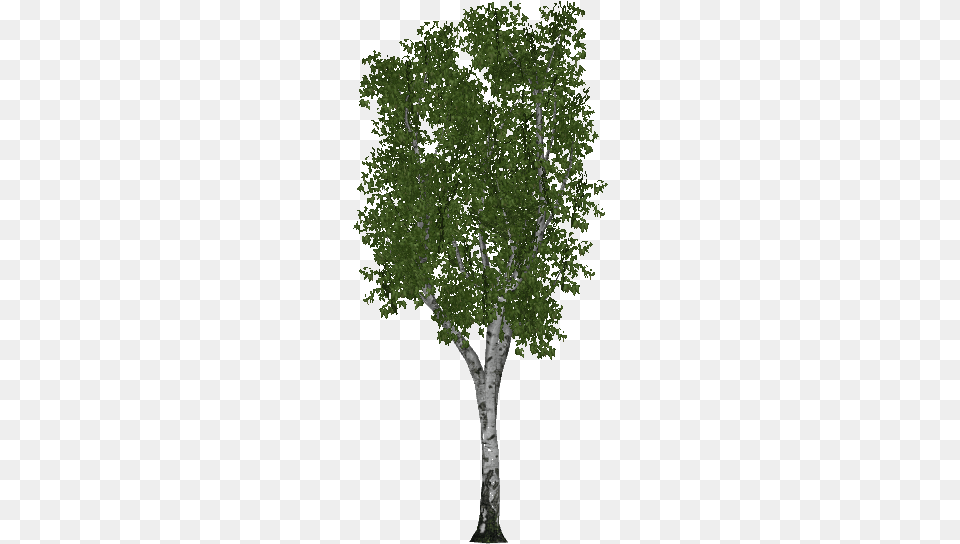 Birch, Oak, Plant, Sycamore, Tree Png Image