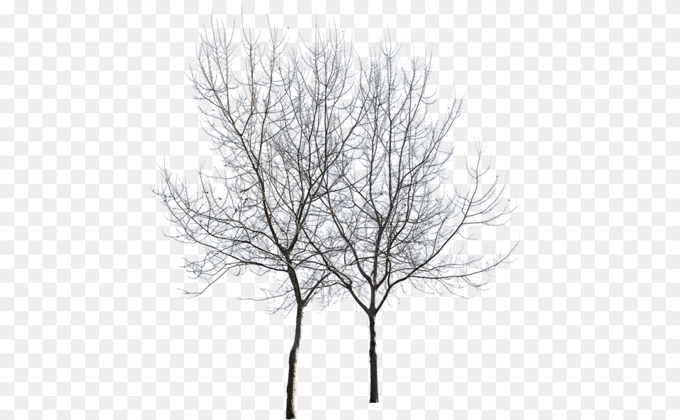 Birch, Frost, Ice, Nature, Outdoors Free Png