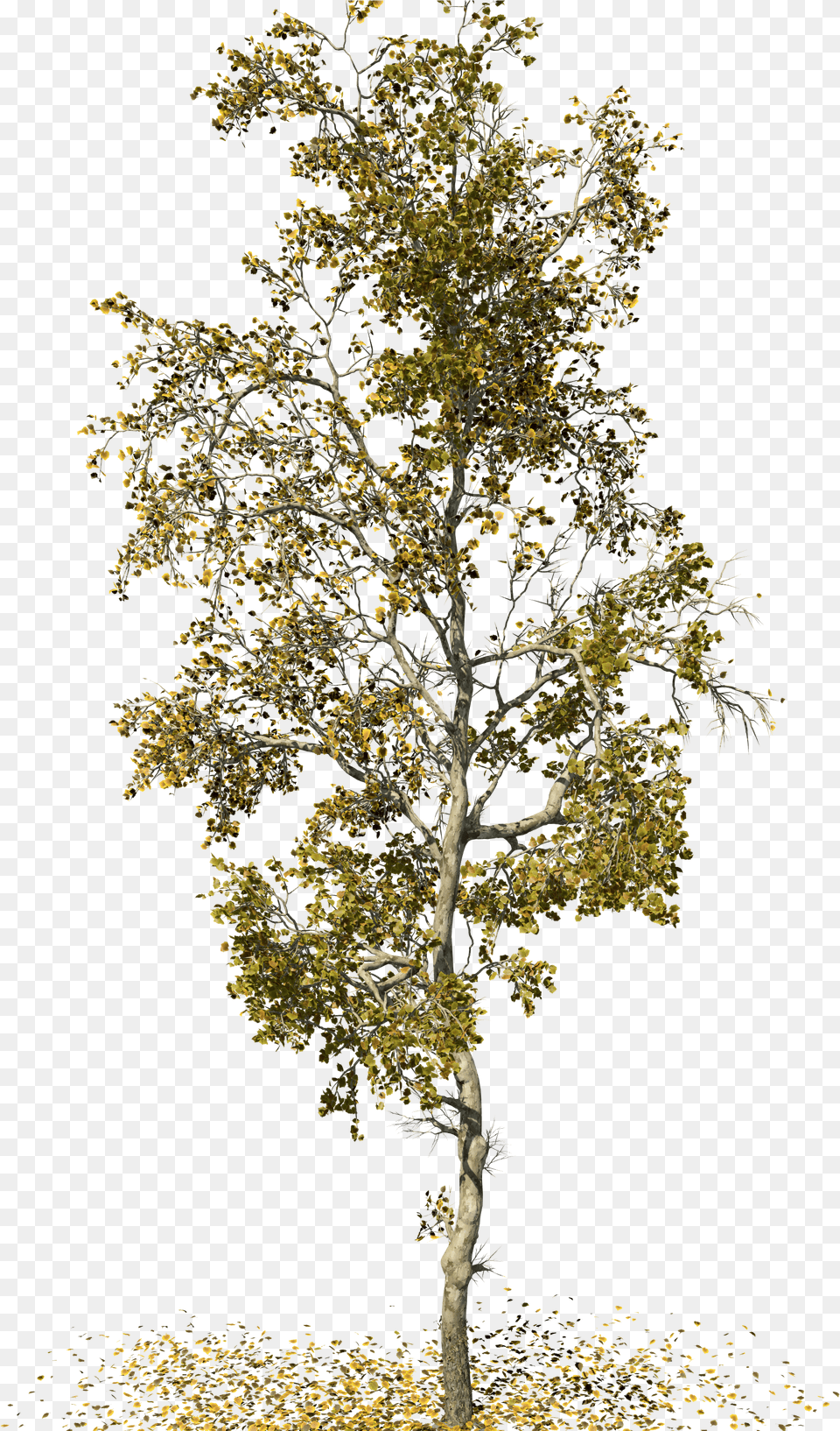 Birch American Sycamore Tree Free Png Download