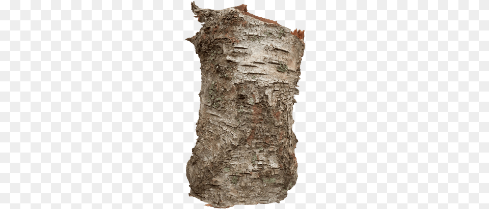 Birch Bark Extract Bark Transparent, Plant, Rock, Tree, Tree Trunk Png