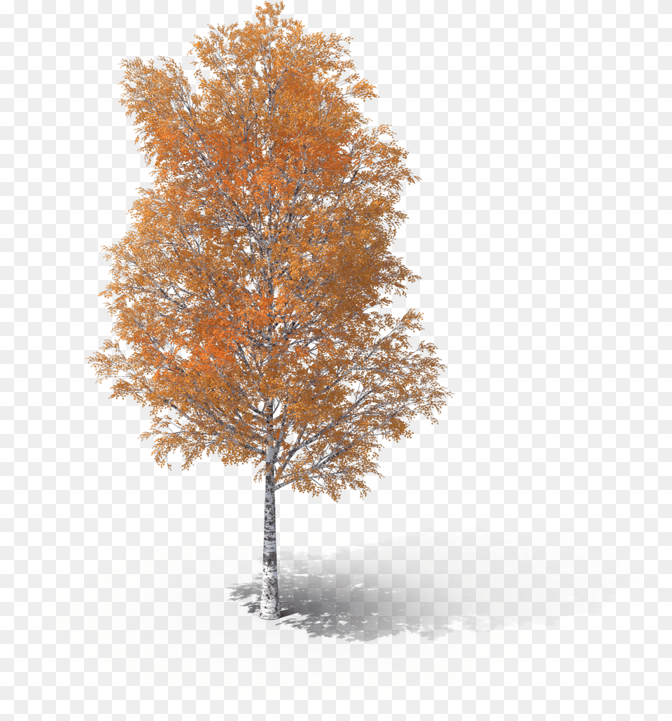 Birch Branch, Leaf, Maple, Plant, Tree Png Image