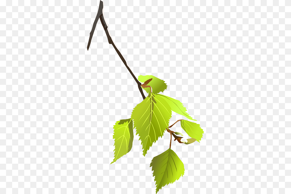 Birch Branch Leaves Plant Nature Tree Tree Branch, Leaf, Herbal, Herbs, Food Free Png Download