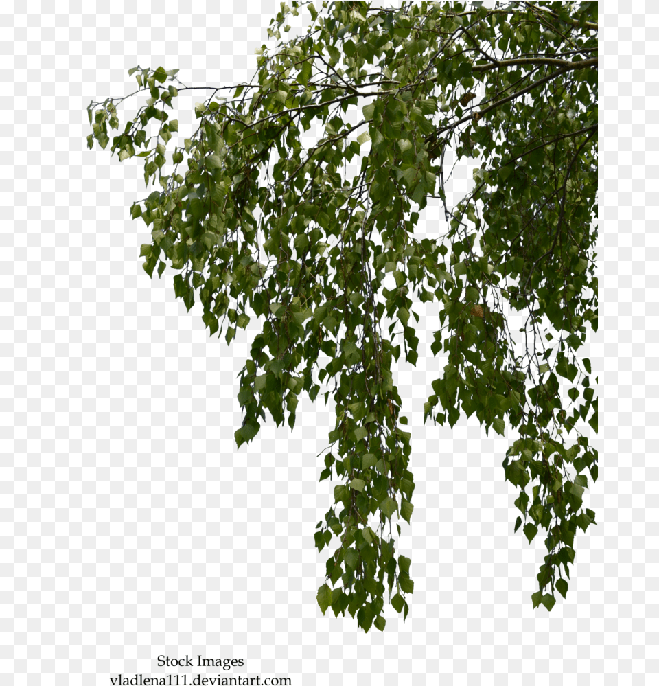 Birch Branches, Leaf, Plant, Tree, Green Png Image