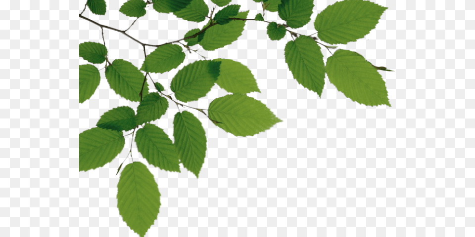 Birch Clipart Branch Leave Branches And Leaves, Green, Leaf, Plant, Tree Free Png