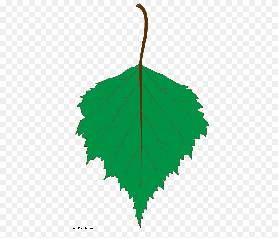 Birch Clipart Rubber Tree, Leaf, Oak, Plant, Sycamore Free Transparent Png