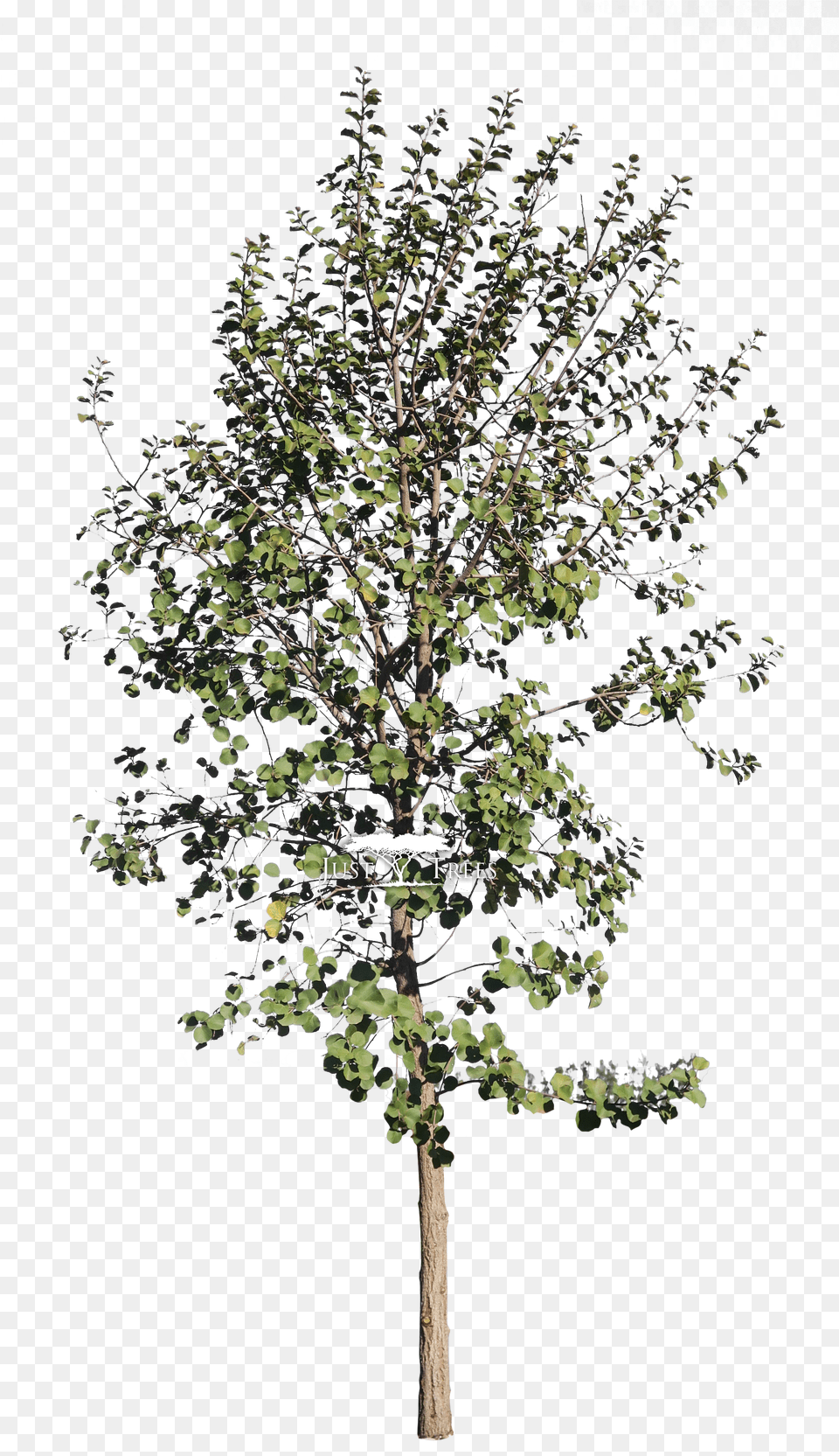 Birch Download Pear, Leaf, Plant, Tree, Tree Trunk Png