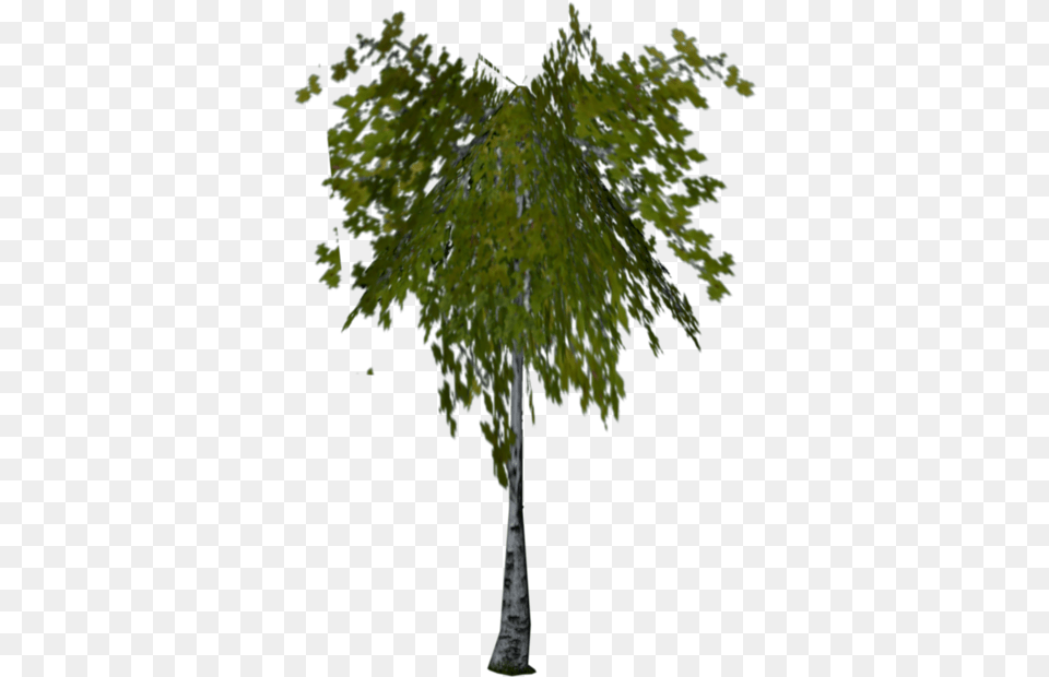 Birch Hp2 Pc De Vielle 4ft Artificial Fig Tree, Plant, Tree Trunk, Leaf, Oak Free Png Download