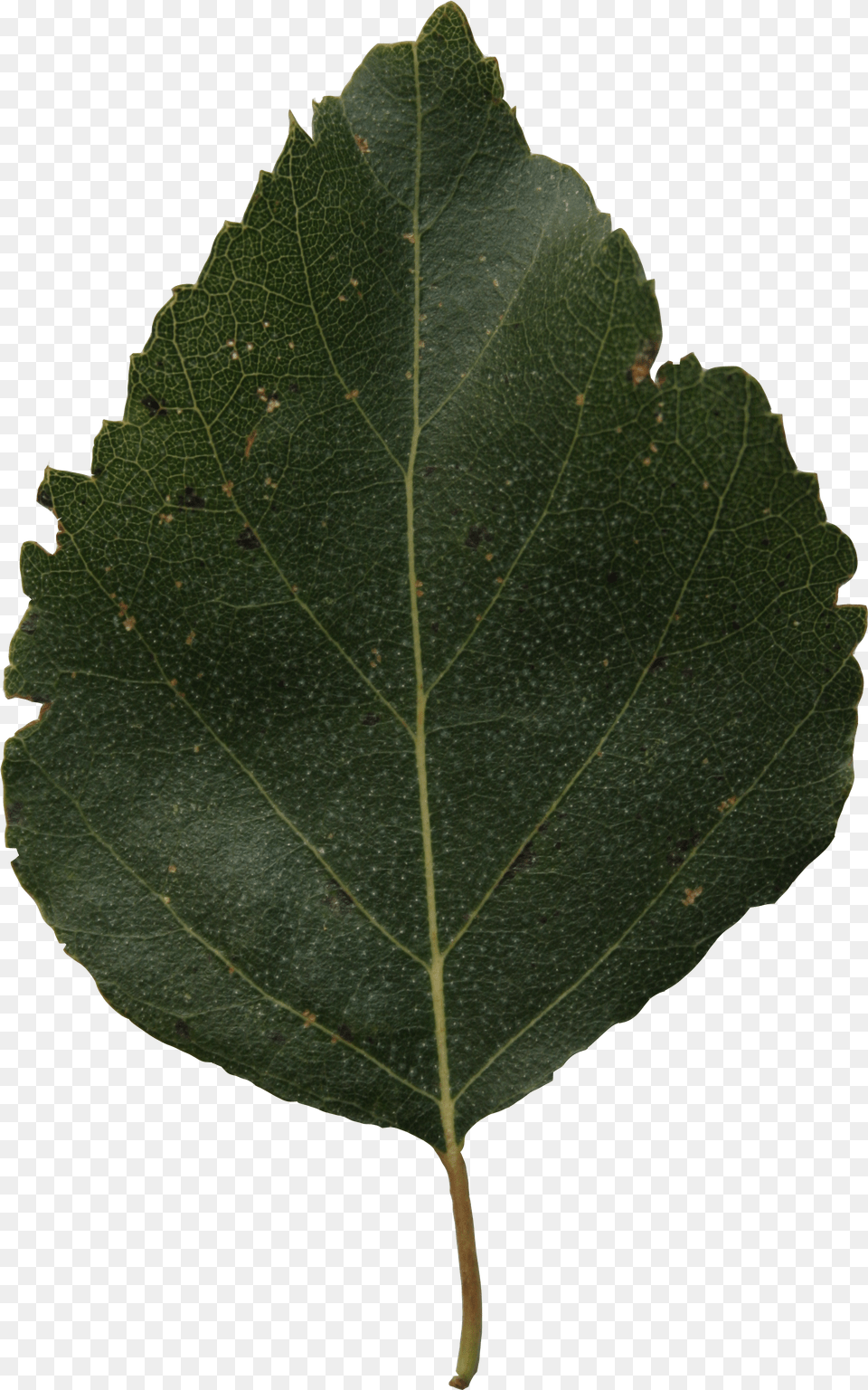 Birch Leaf Cut Out Trees And Leaves Png