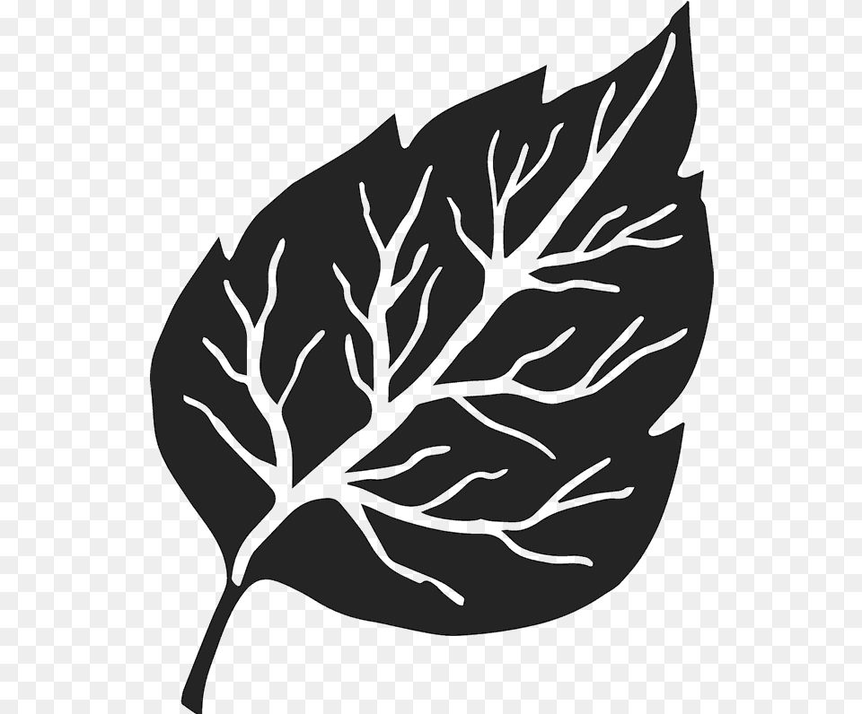 Birch Leaf Rubber Stamp, Plant, Art, Drawing, Person Free Png Download