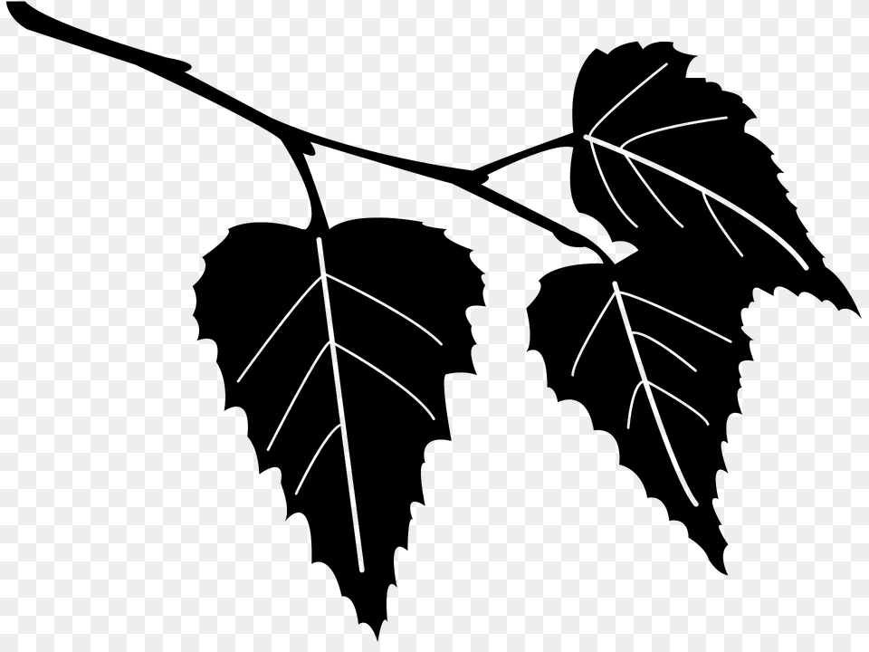 Birch Leaf Silhouette, Plant, Tree, Oak, Sycamore Png Image
