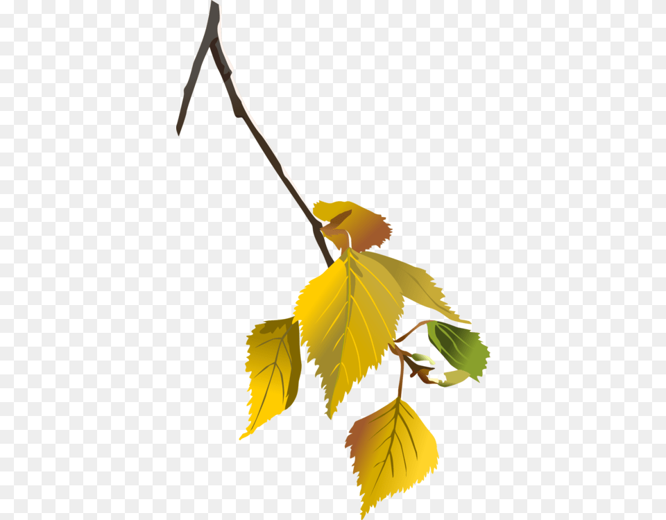 Birch Leaf Tree Branch Plants, Plant, Person, Flower, Fruit Free Png