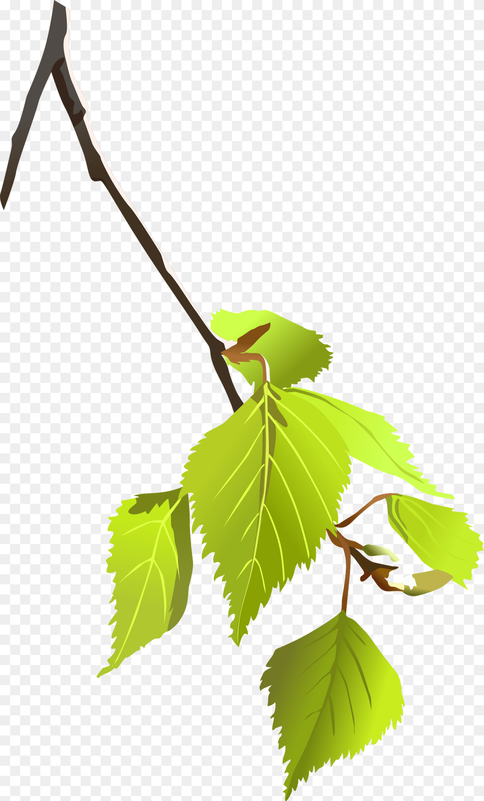 Birch Leafs Small Tree Branch, Leaf, Plant, Herbal, Herbs Png Image