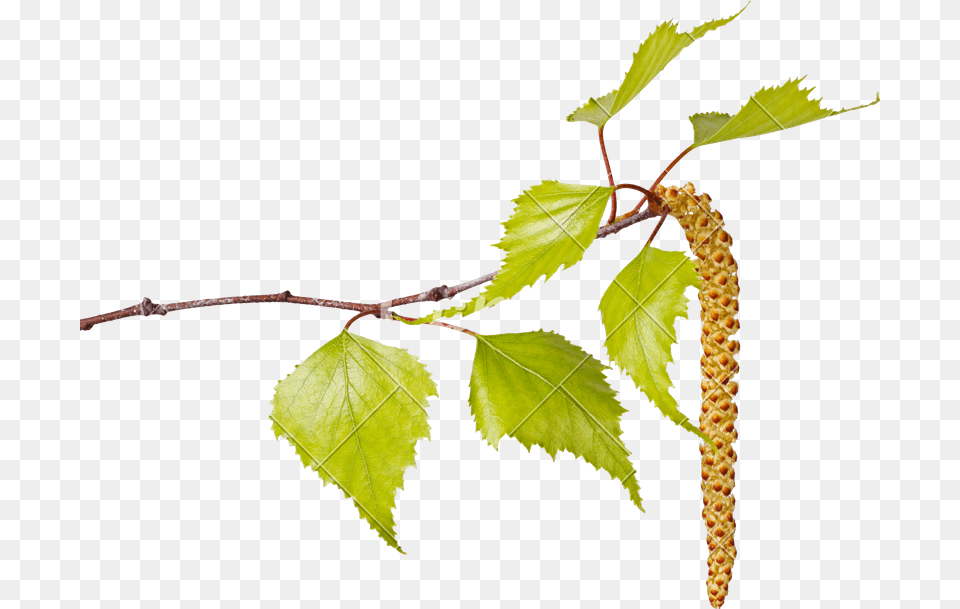 Birch Leaves And Flower Catkin, Leaf, Plant, Tree Free Png