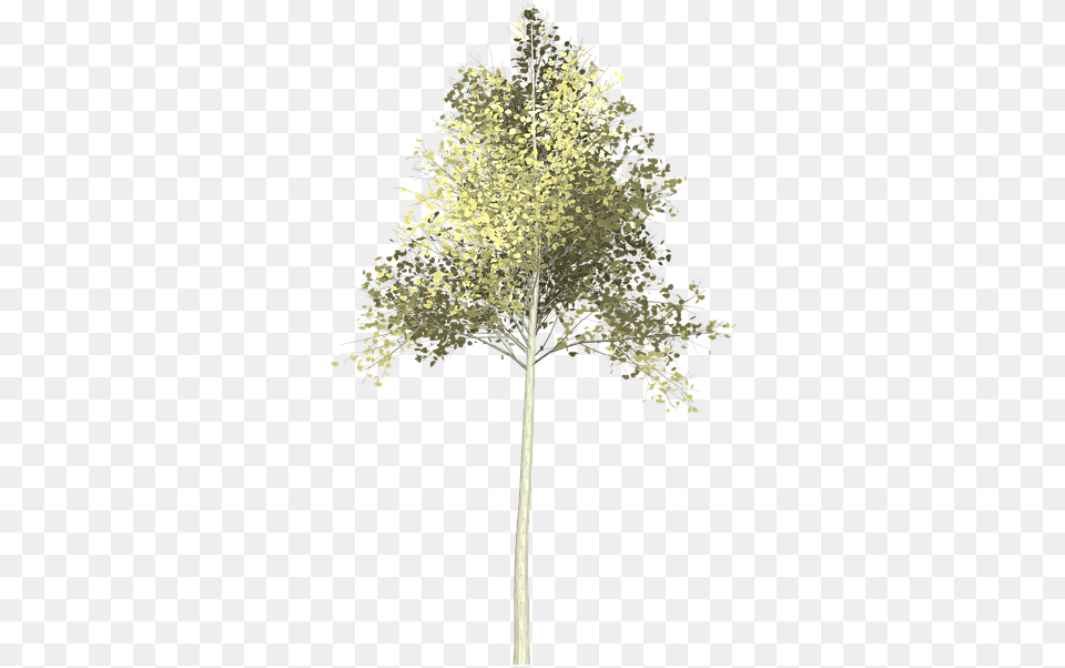 Birch Pond Pine, Plant, Tree, Maple, Oak Free Png