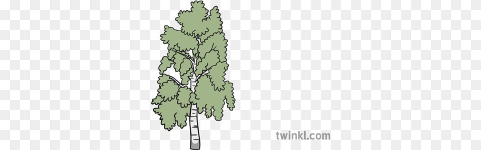 Birch Tree 1 Illustration Gambel Oak, Plant Png