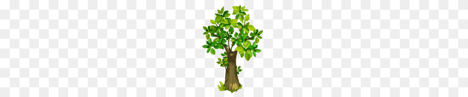 Birch Tree, Oak, Plant, Potted Plant, Sycamore Free Png Download