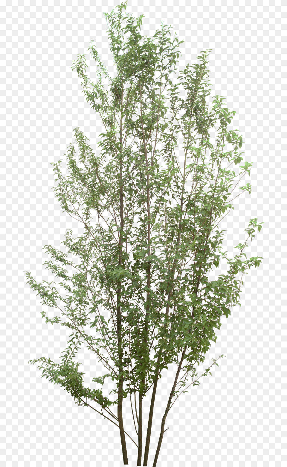 Birch Tree, Plant, Conifer, Leaf, Vegetation Free Png Download