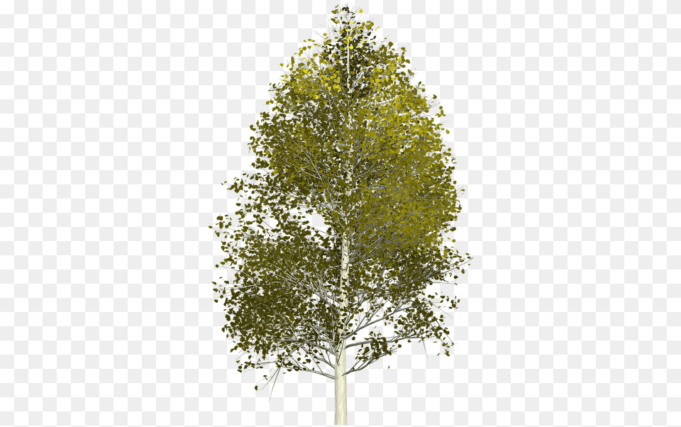 Birch Tree Aspen Tree, Plant, Conifer, Fir, Tree Trunk Free Png Download