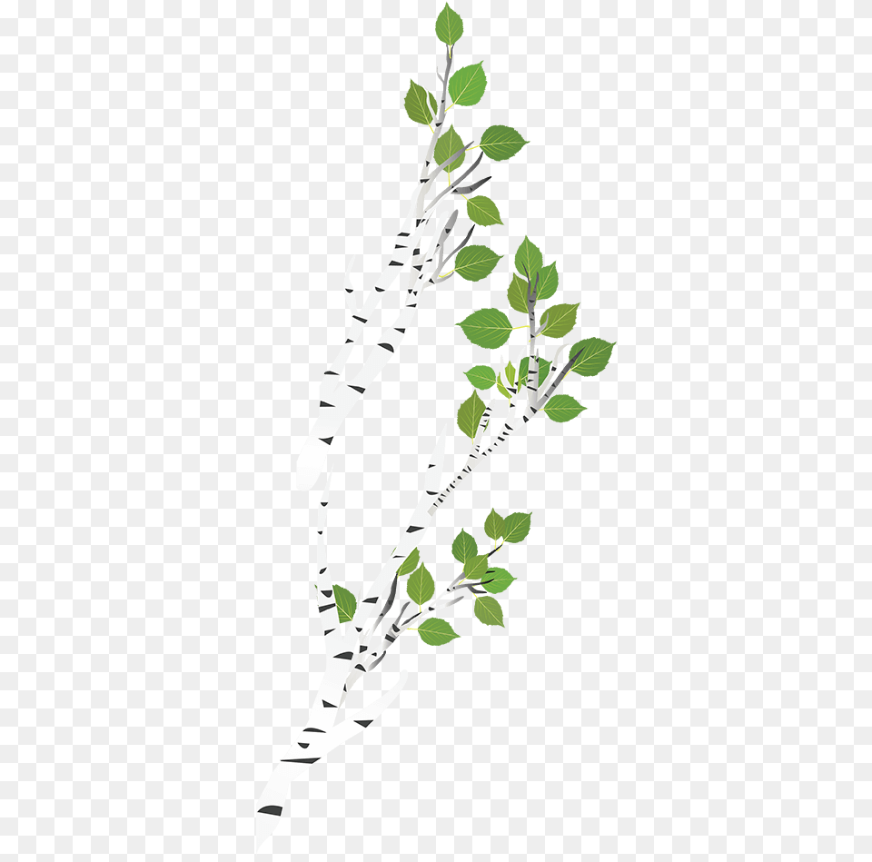 Birch Tree Branch Hd Download Canoe Birch, Herbal, Herbs, Leaf, Plant Free Transparent Png