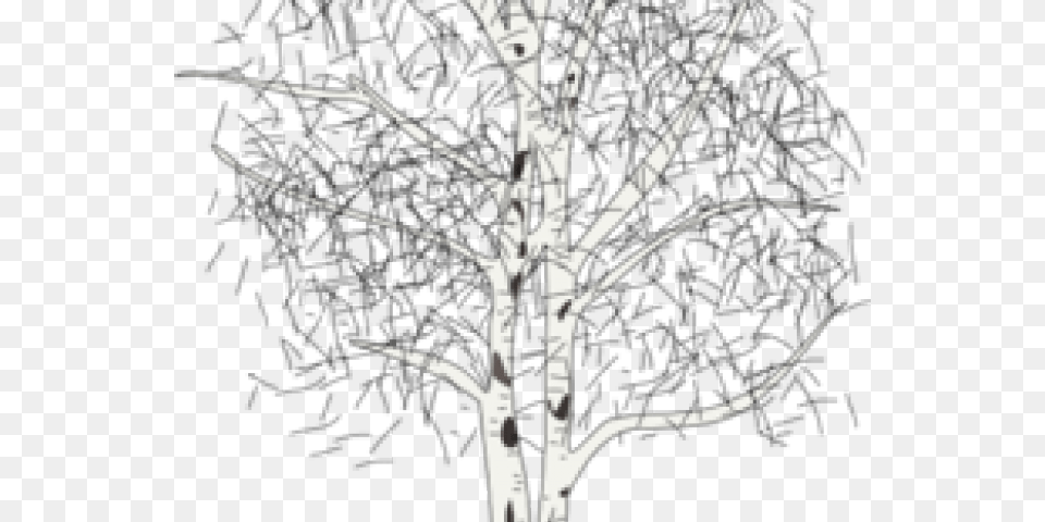 Birch Tree Clipart Silver Birch Tree Clipart, Plant, Bow, Weapon Free Transparent Png