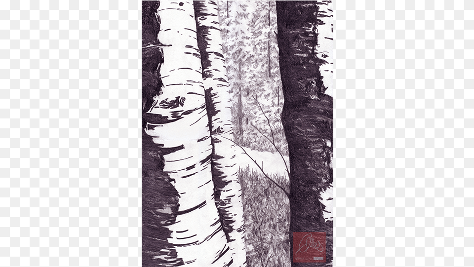 Birch Tree Drawing Grove, Plant, Person, Art Free Transparent Png