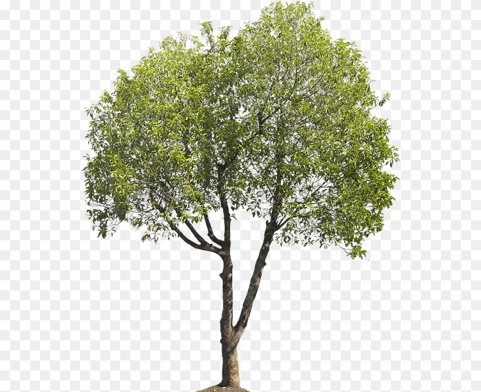 Birch Tree Landscape Architecture, Oak, Plant, Sycamore, Tree Trunk Png Image