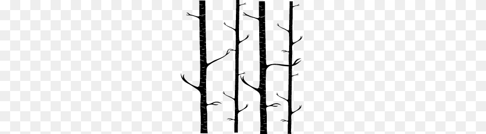 Birch Trees, Gray Png Image