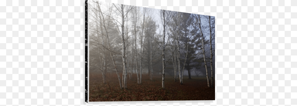 Birch Trees In Fog Canvas Print Grove, Nature, Outdoors, Plant, Tree Free Png Download