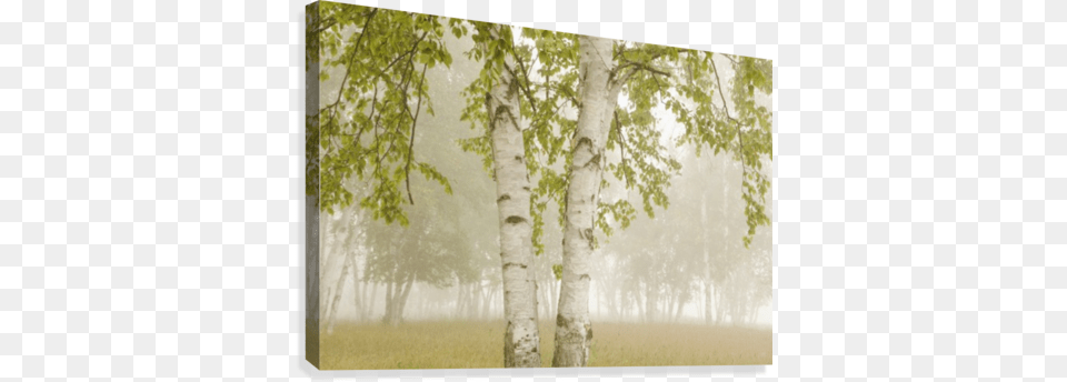 Birch Trees In The Fog Birch Trees In The Fog Thunder Bay Ontario Canada Canvas, Plant, Tree, Nature, Outdoors Free Png Download