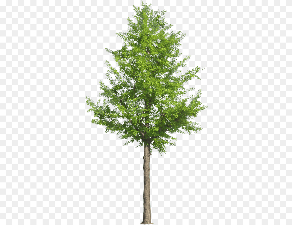 Birch Trees Trees Clipart Arfchitecutre, Conifer, Tree, Plant, Leaf Png