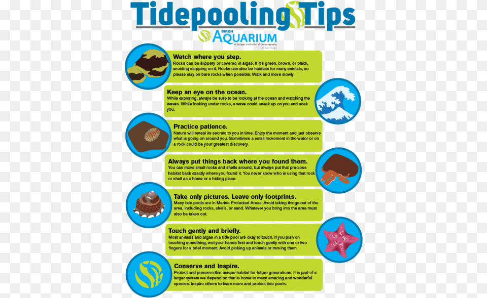 Birchaqmtidepoolingtips Home Tide Pool Aquarium, Advertisement, Poster Free Png