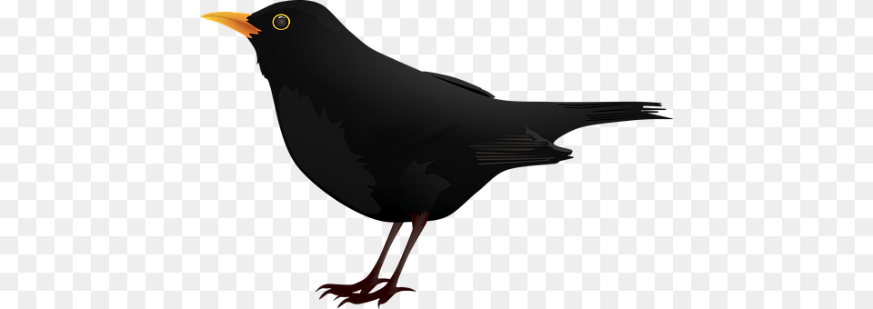 Bird Animal, Blackbird, Beak, Person Png