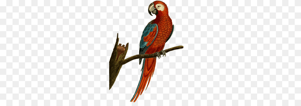 Bird Animal, Parrot, Macaw Free Png Download