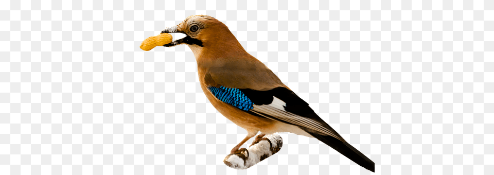 Bird Animal, Jay, Beak, Finch Free Png Download