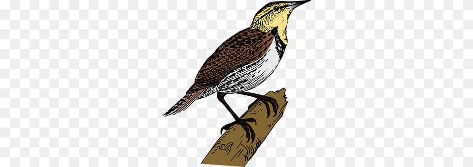 Bird Animal, Wren, Anthus Png