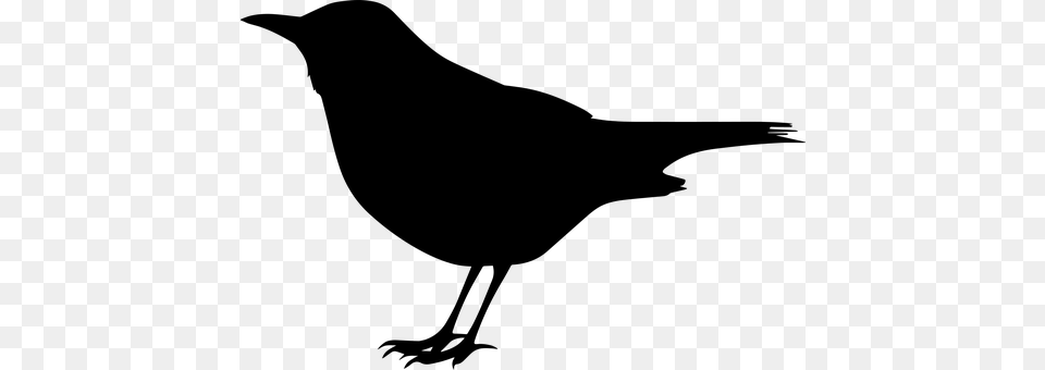 Bird Gray Png Image