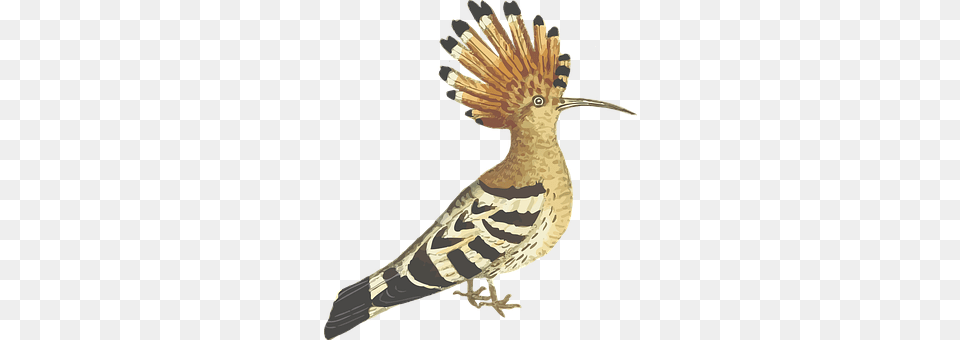 Bird Animal, Beak, Person Free Transparent Png