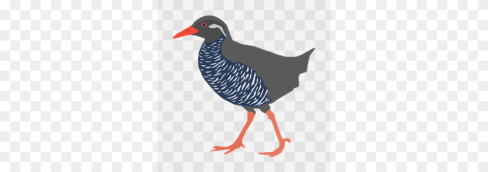 Bird Animal, Beak, Partridge Free Transparent Png