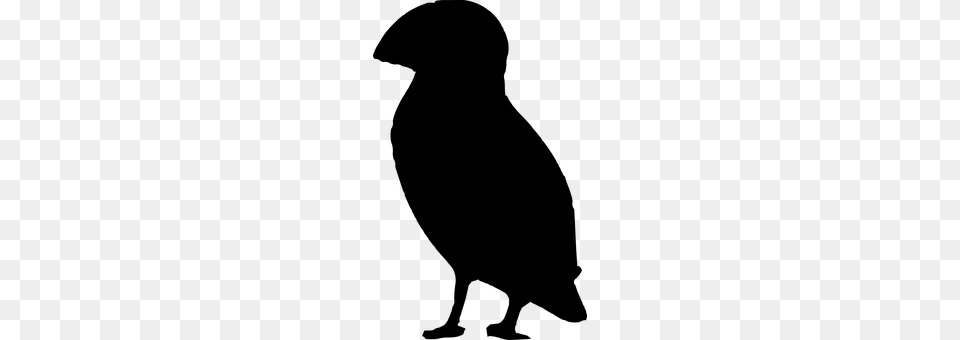 Bird Gray Png