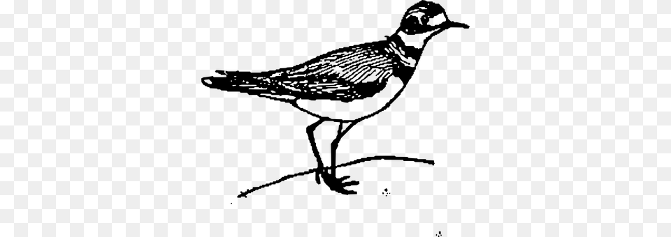 Bird Gray Free Transparent Png